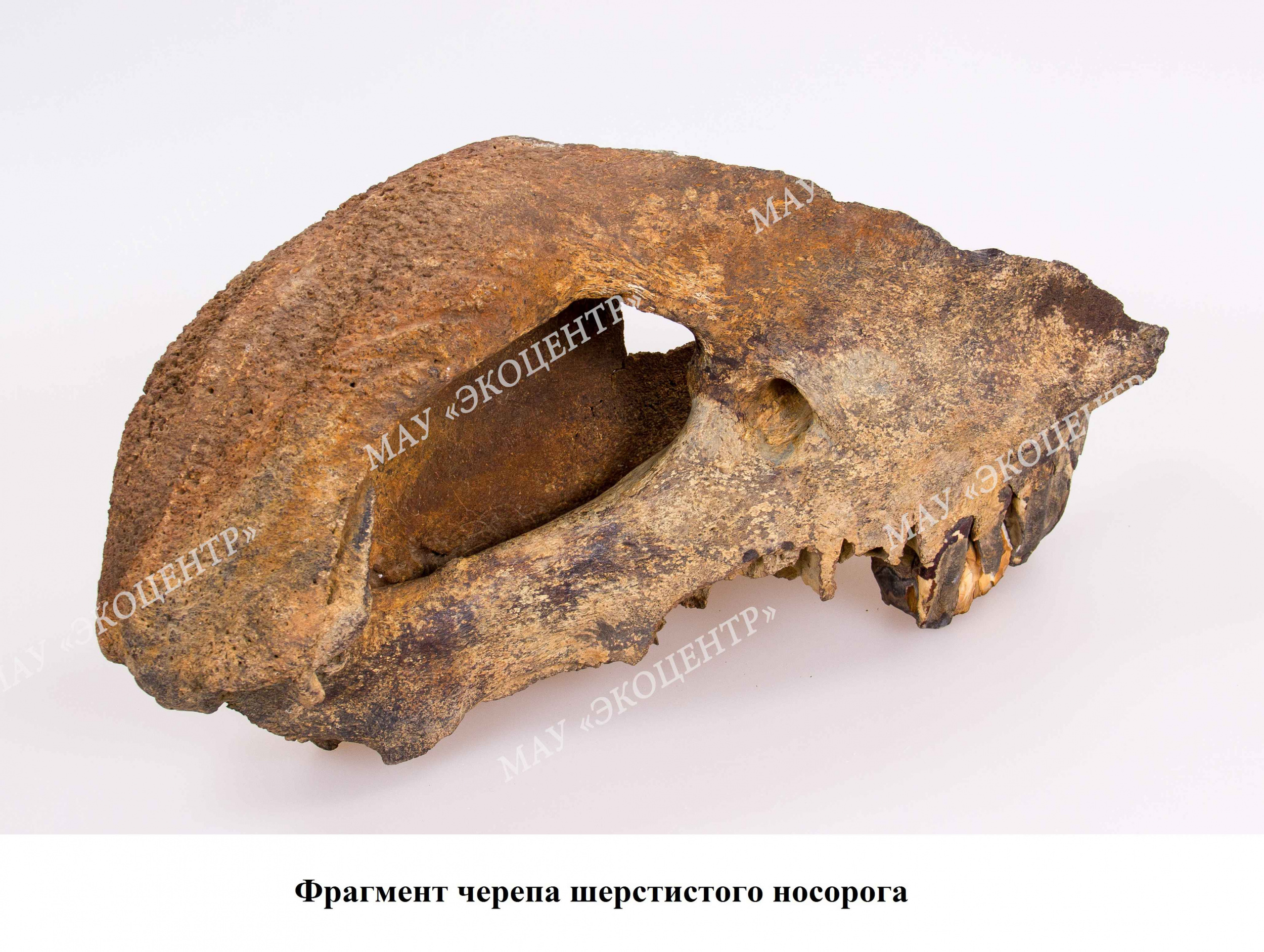 Фрагмент черепа шерстистого носорога